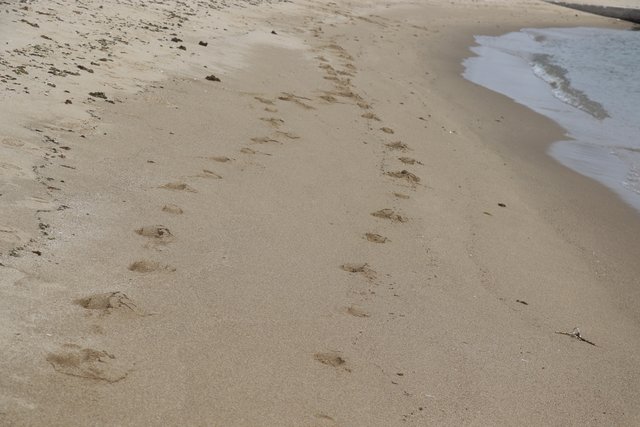 砂浜に残る足あと
