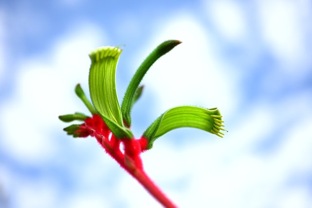 カンガルーポーの花（西オーストラリア）