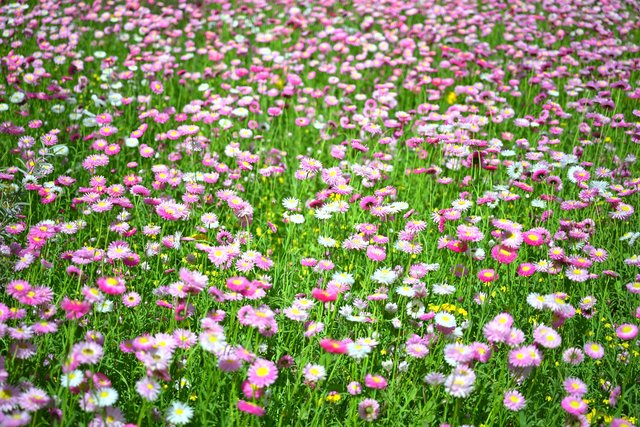 キングスパークのエバーラスティングの花畑（パース）