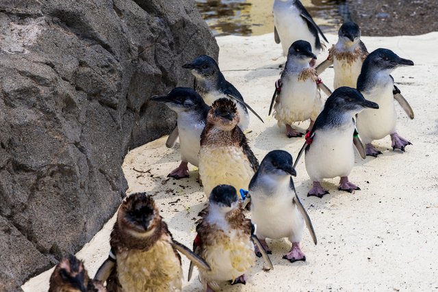 フェアリーペンギン（フィリップ島）