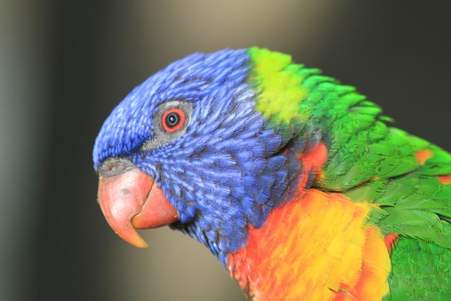 ゴシキセイガイインコ