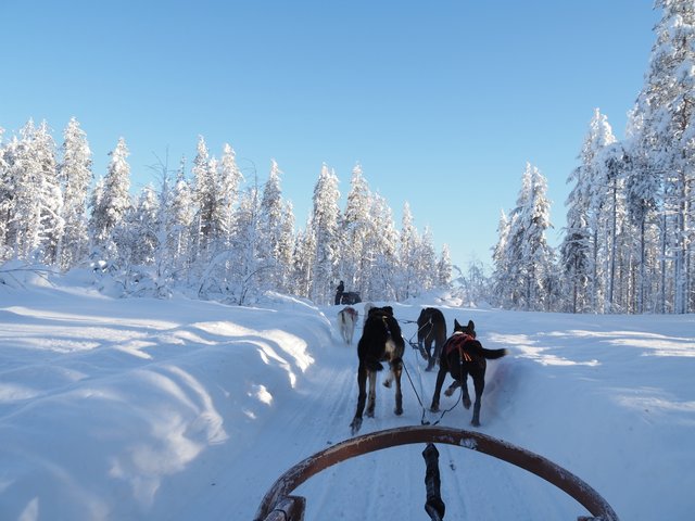 雪の森を走る犬ぞり