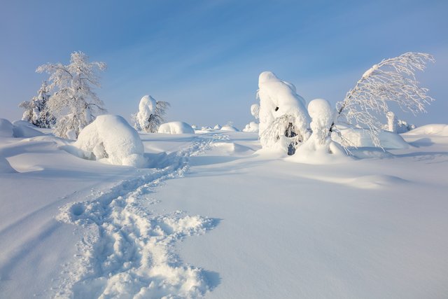 雪に覆われたラップランドの森
