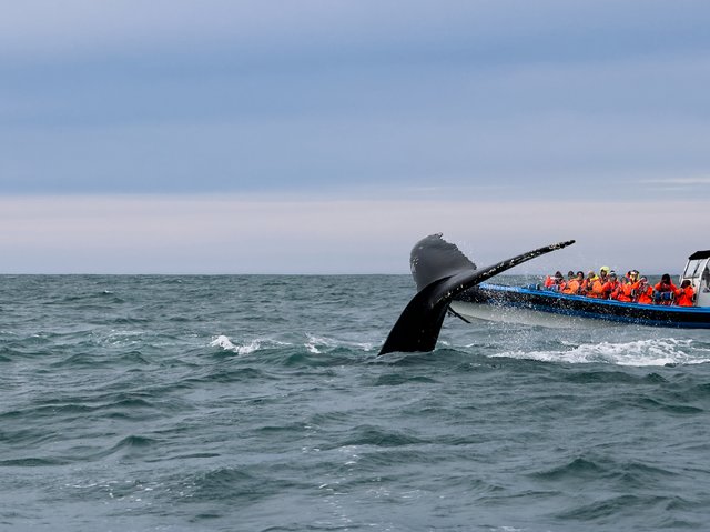 クジラの尾びれとホエールウォッチングのボート