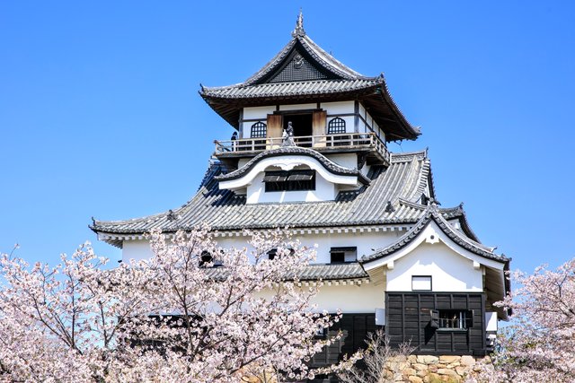 犬山城と桜(愛知)