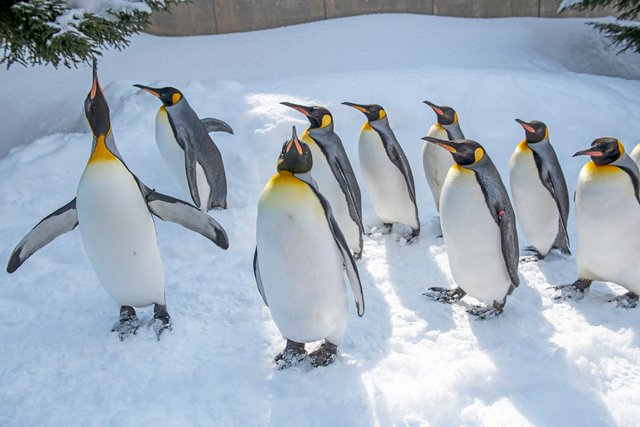 旭山動物園のペンギンの散歩（北海道）