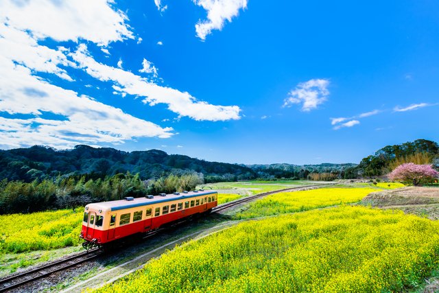 菜の花畑を走る小湊鉄道（千葉）