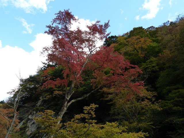 紅葉の中津峡（埼玉・秩父）