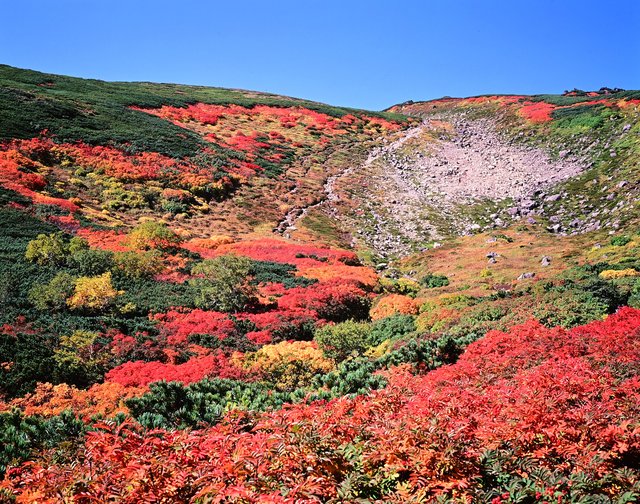 大雪山の紅葉（北海道）