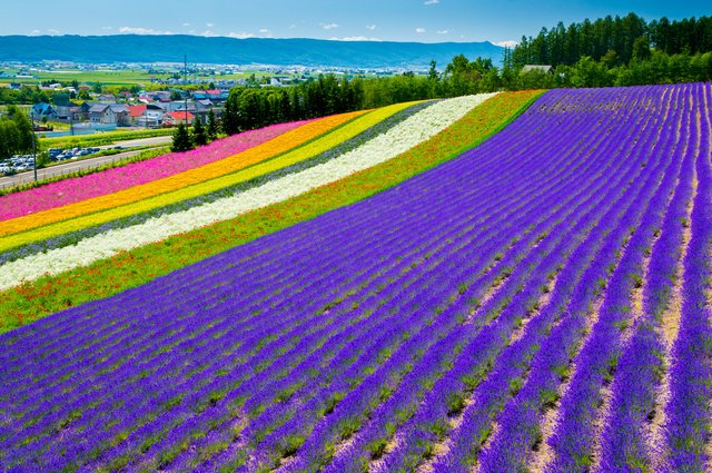 富良野のラベンダー畑（北海道）