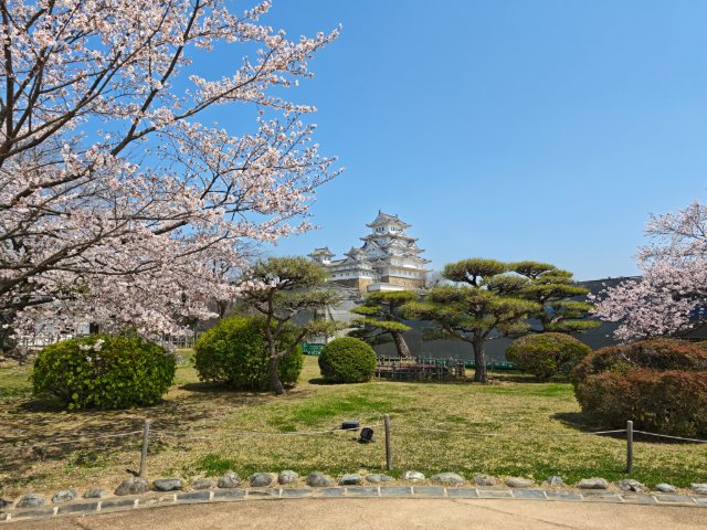 桜の季節の姫路城