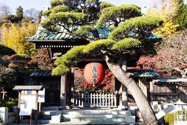 紅葉の長谷寺（鎌倉）