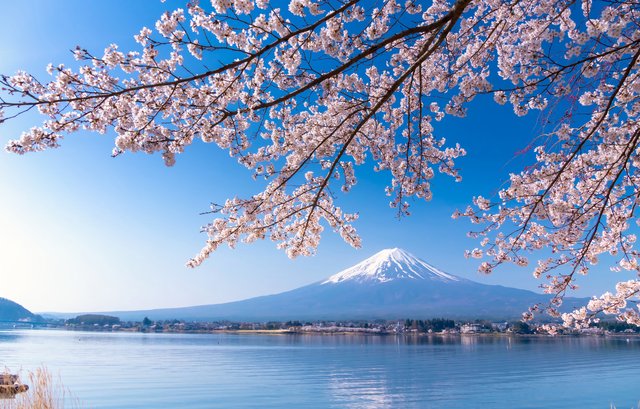 河口湖の桜と富士山