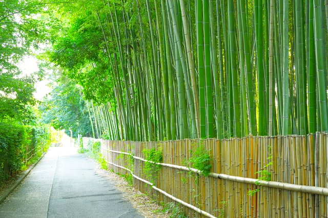 嵐山の竹林(京都)