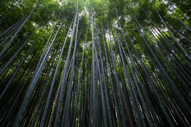 嵐山の竹林(京都)