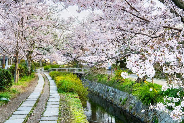 桜の哲学の道(京都)