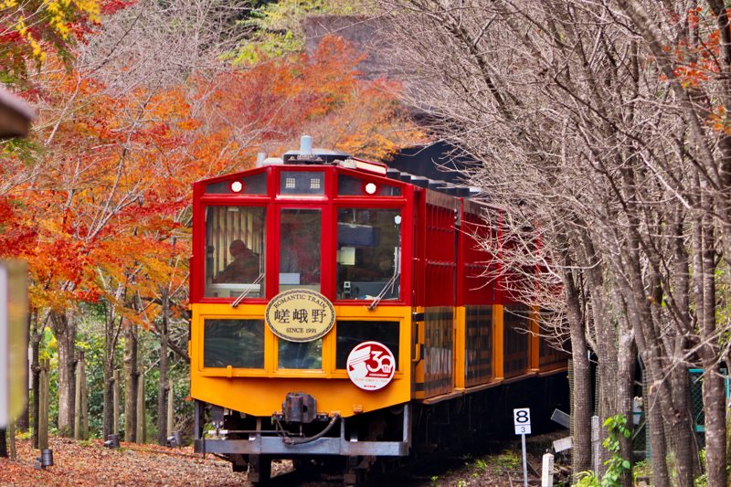 紅葉の中を走る嵯峨野トロッコ列車(京都・嵐山)