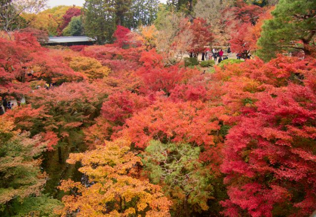 東福寺の紅葉（京都）