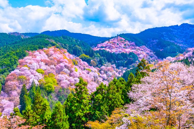 吉野山の山桜(奈良)