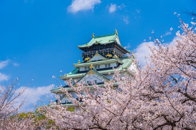 桜と大阪城