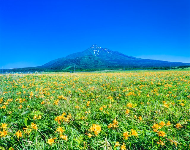 利尻富士と高山植物（北海道）