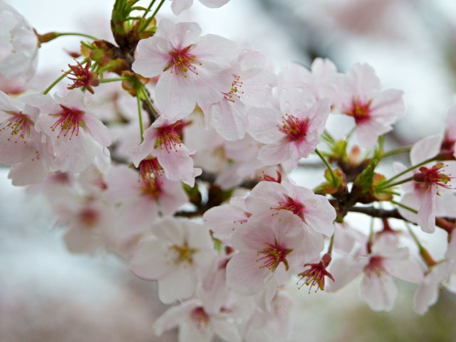 桜の花
