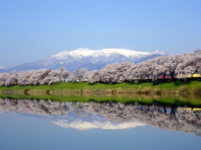 白石川堤の一目千本桜と蔵王連峰(宮城)