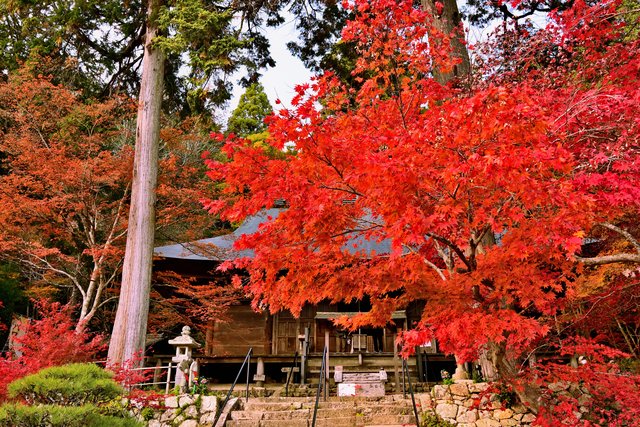 晩秋の寺の紅葉