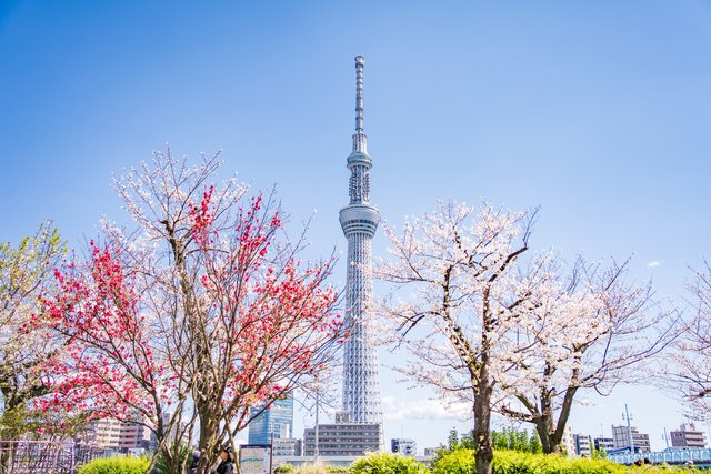 桜と東京スカイツリー