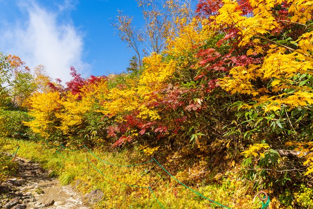 紅葉の栂池自然園（長野）