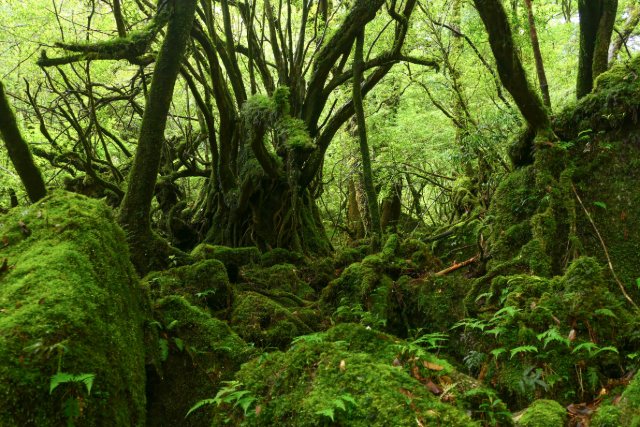 屋久島の苔むす森