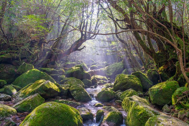 屋久島・白谷雲水峡の苔の森