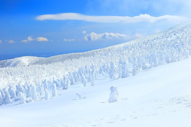 蔵王の樹氷