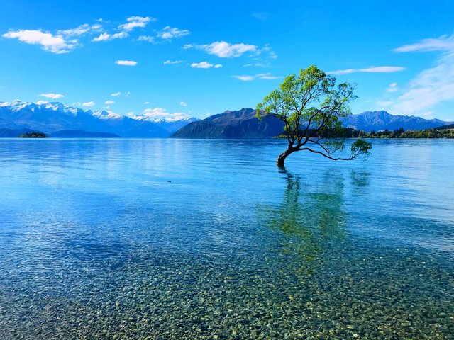 ワナカ湖に佇むワナカ・ツリー