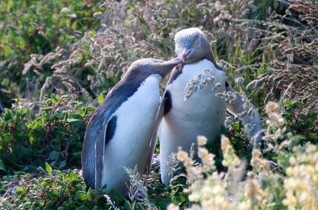 イエローアイドペンギン（オタゴ半島）