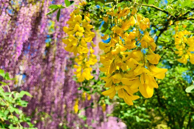 キングサリの黄色い花
